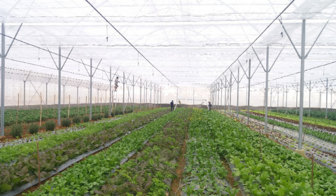 Hệ thống tưới nhỏ giọt cho 8ha rau - Đà Lạt