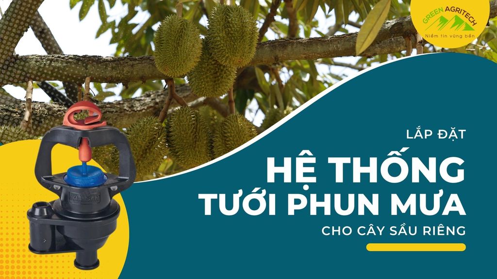 Lắp đặt hệ thống tưới phun mưa cho 100ha sầu riêng - Tây Ninh