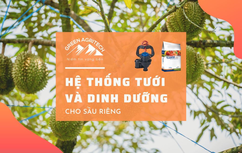 Hệ thống tưới và dinh dưỡng cho cây sầu riêng
