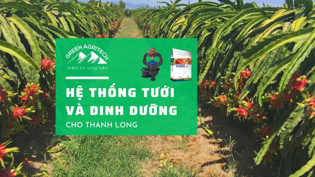 Hệ thống tưới và dinh dưỡng cho thanh long