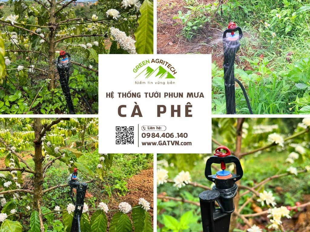 Hệ thống tưới phun mưa bù áp tại gốc cho cà phê
