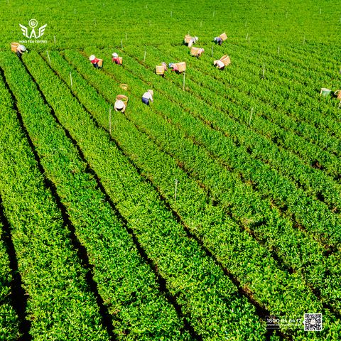 Trà Việt Chất Lượng Cao - Hành Trình Tạo Nên Túi Trà WAO