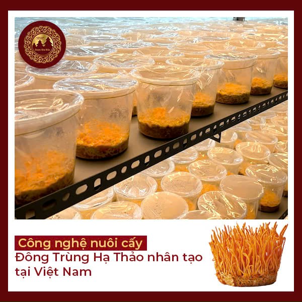 cong nghe nuoi cay dong trung ha thao nhan tao