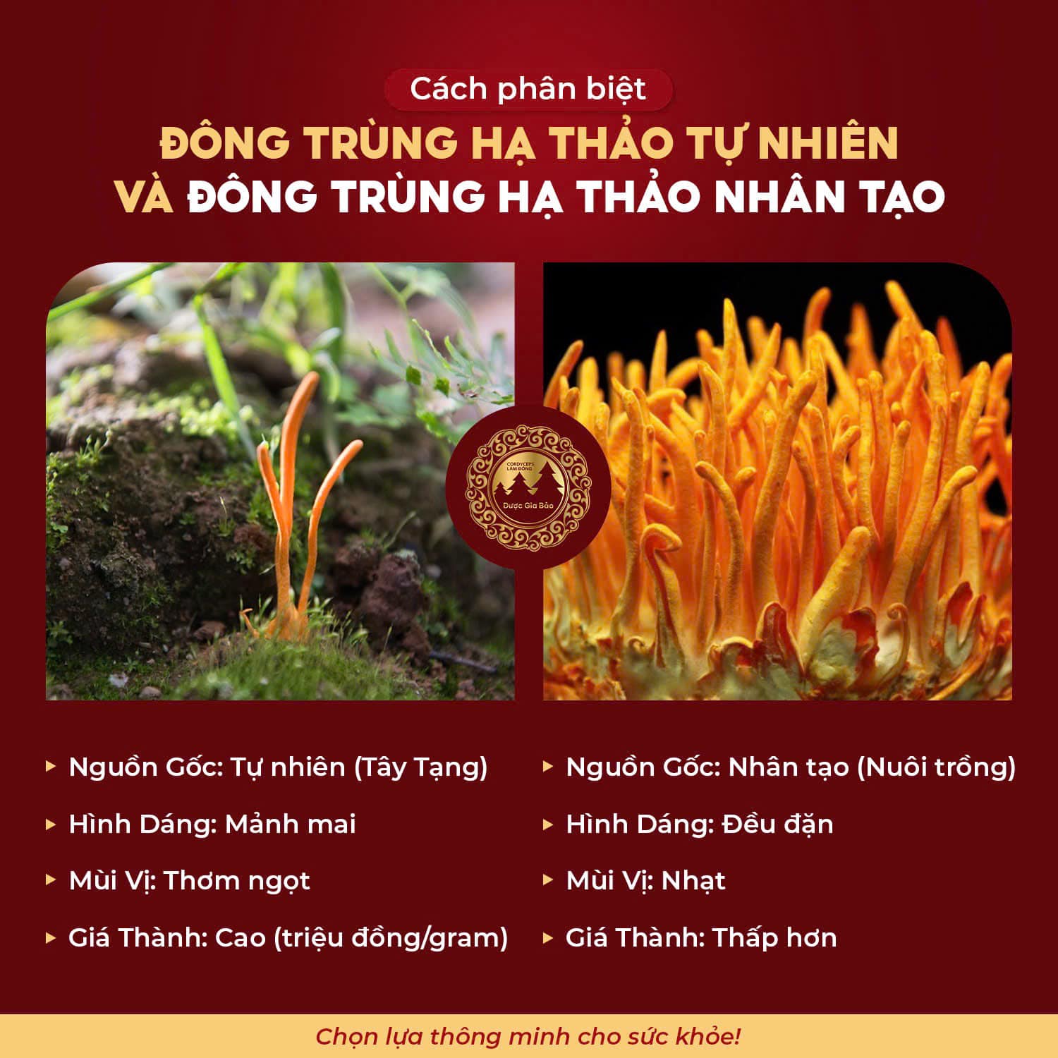 dong trung ha thao duoc san lung