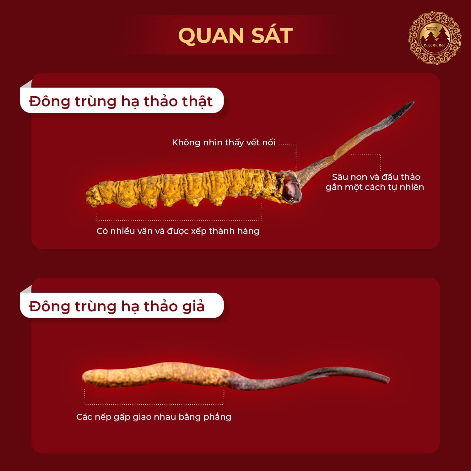 dong trung ha thao dang bot va nguyen con