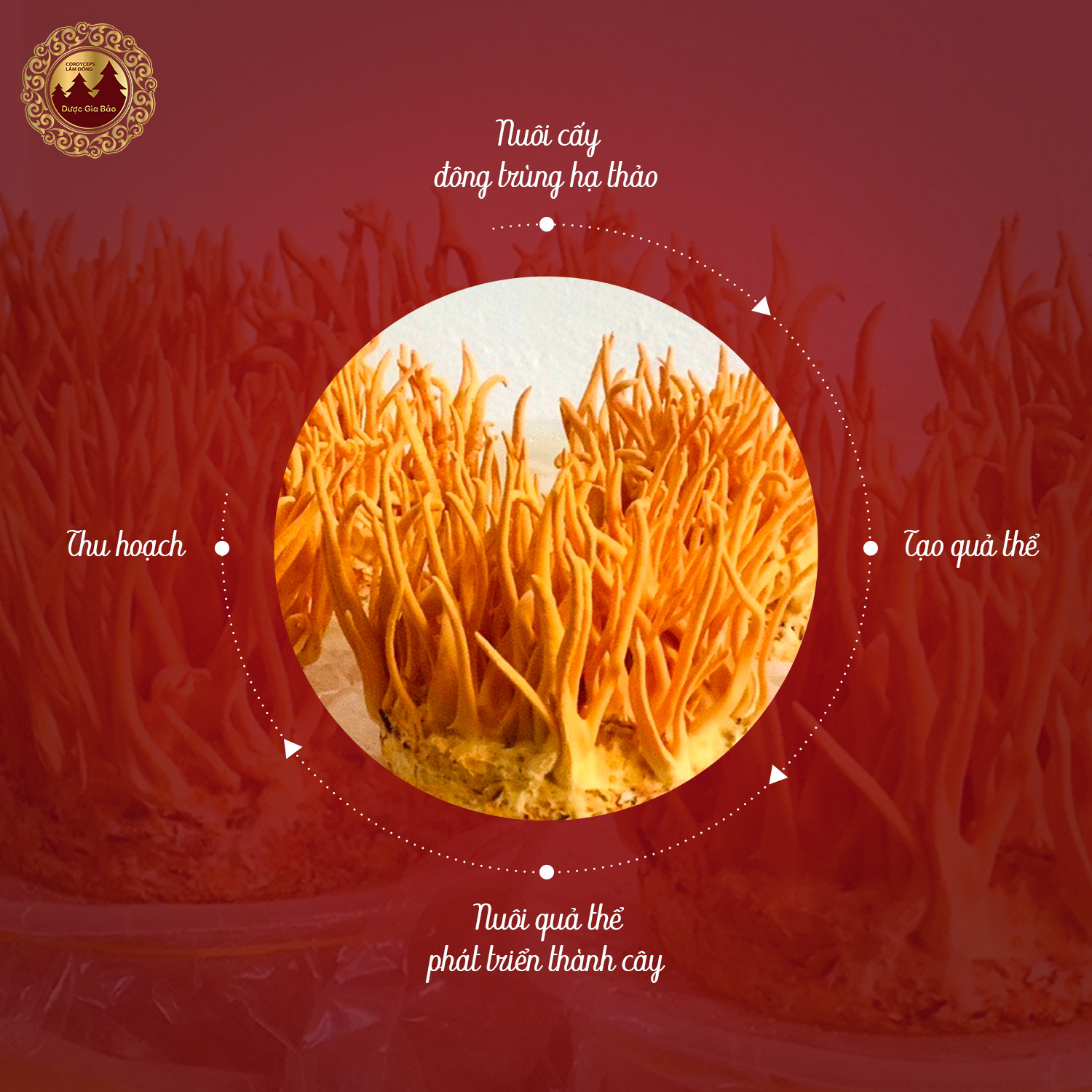 cong nghe nuoi cay dong trung ha thao nhan tao