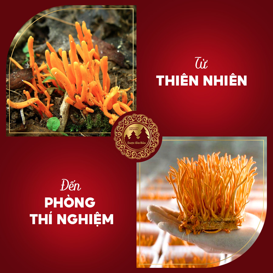 cong nghe nuoi cay dong trung ha thao nhan tao