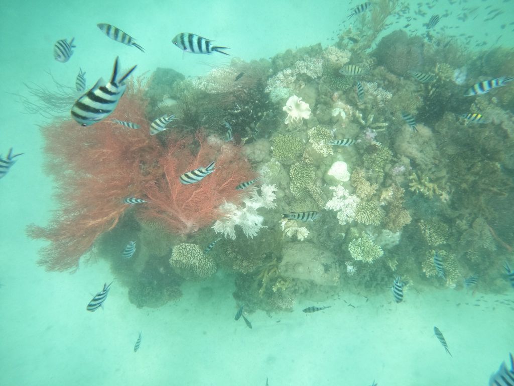 Đi Bộ Dưới Đáy Biển Phú Quốc Ở Đâu Đẹp Nhất? Ngọc Hiền Sea Là Câu Trả Lời