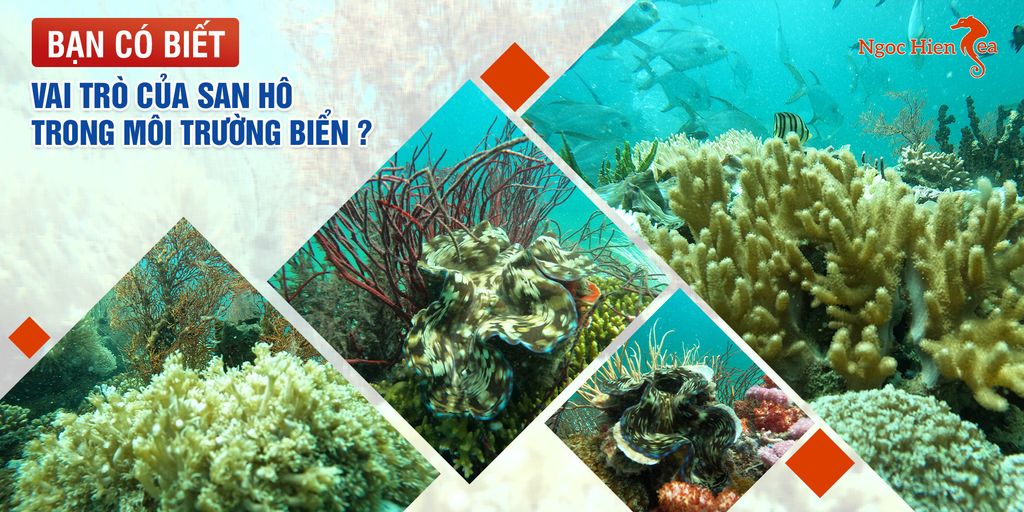 Bạn Có Biết Vai Trò Của San Hô Trong Môi Trường Biển?