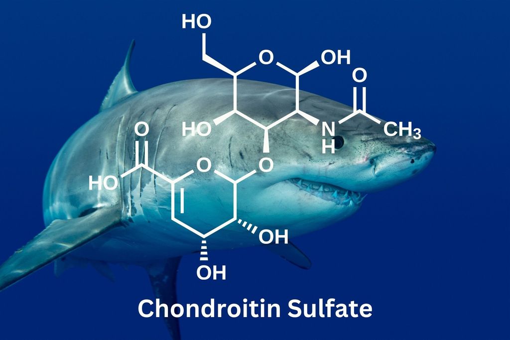 CHONDROITIN SULFATE LÀ GÌ? TẠI SAO QUAN TRỌNG VỚI SỤN KHỚP