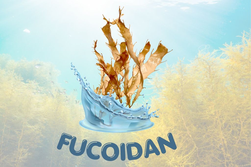 FUCOIDAN LÀ GÌ? | 10 CÔNG DỤNG TUYỆT VỜI CHO SỨC KHỎE