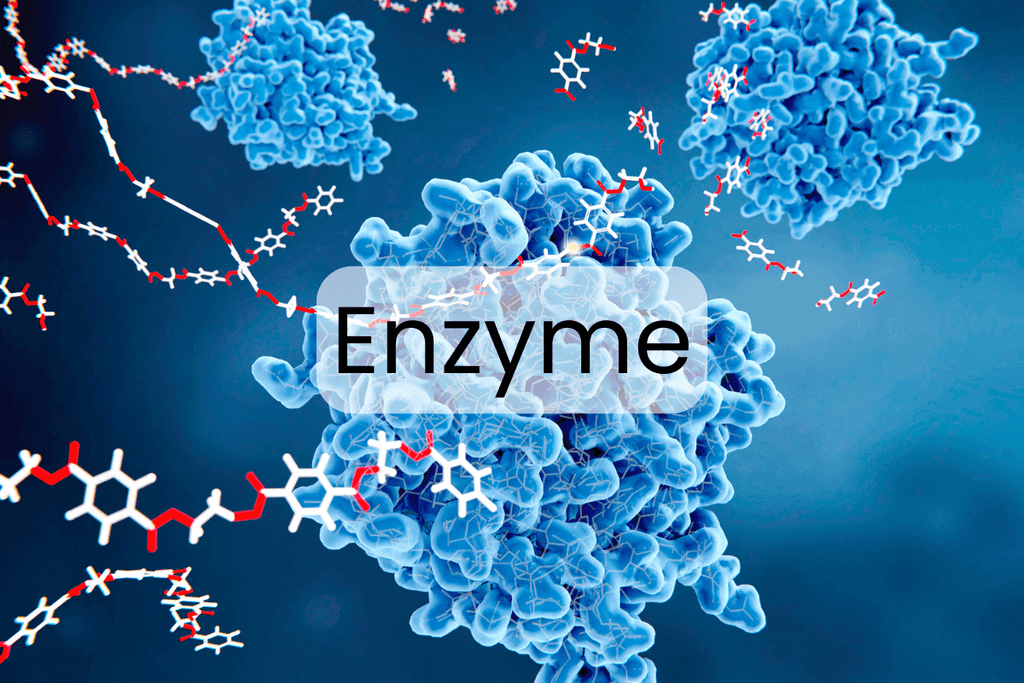 Enzyme Là Gì? Tầm Quan Trọng Của Enzyme Đối Với Sức Khỏe