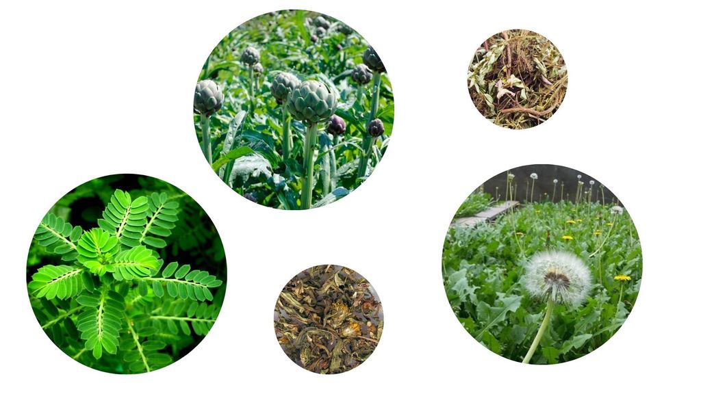 CÁC LOẠI THẢO DƯỢC DÂN GIAN GIẢI ĐỘC GAN HÀNG ĐẦU: ACTISO, DIỆP HẠ CHÂU, BỒ CÔNG ANH
