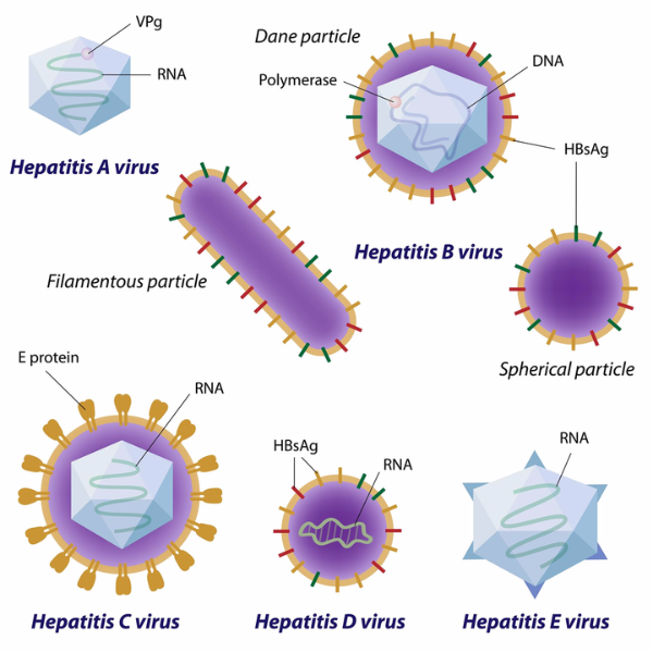 VIÊM GAN DO VIRUS LÀ GÌ