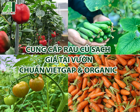 Cung Cấp Rau Củ Quả Sạch Giá Tại Vườn Chuẩn VietGAP