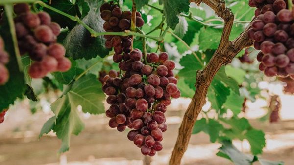 Nho Kẹo Candy Snaps Mỹ – Ngọt thơm vị kẹo tại Klever Fruit Vườn Nho Kẹo Candy Snaps Mỹ