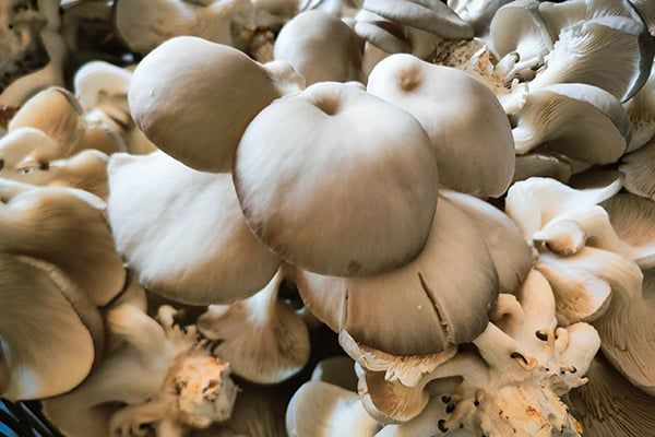 NẤM BÀO NGƯ XÁM VÀ NHỮNG LƠI ÍCH KHÔNG THỂ BỎ QUA