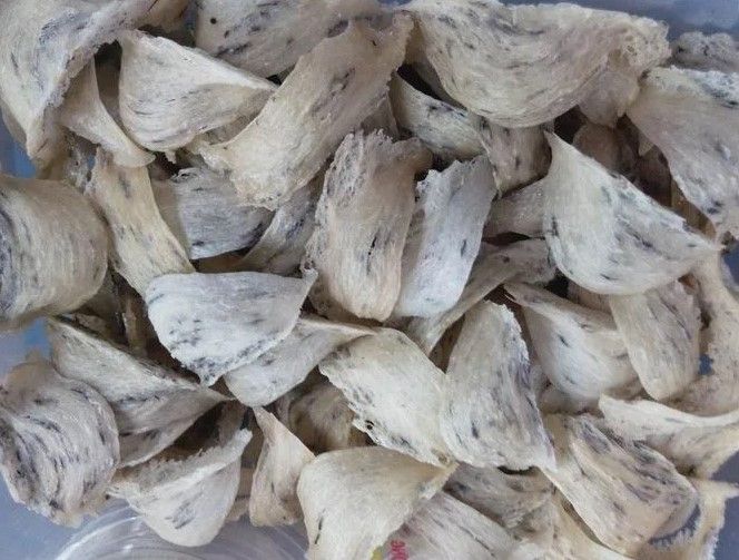 Yến Thô Là Gì? Những Đặc Điểm, Cách Sơ Chế Và Cách Chọn Yến Thô Chuẩn