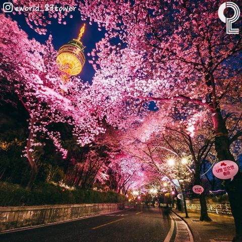 Daegu - Lễ hội hoa anh đào - ánh sáng ở E world