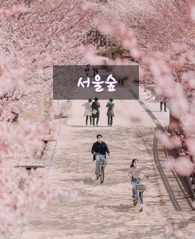 [ SEOUL - TOP 16 điểm ngắm hoa anh đào đẹp nhất Seoul và vài điểm lân cận 🌸 ]