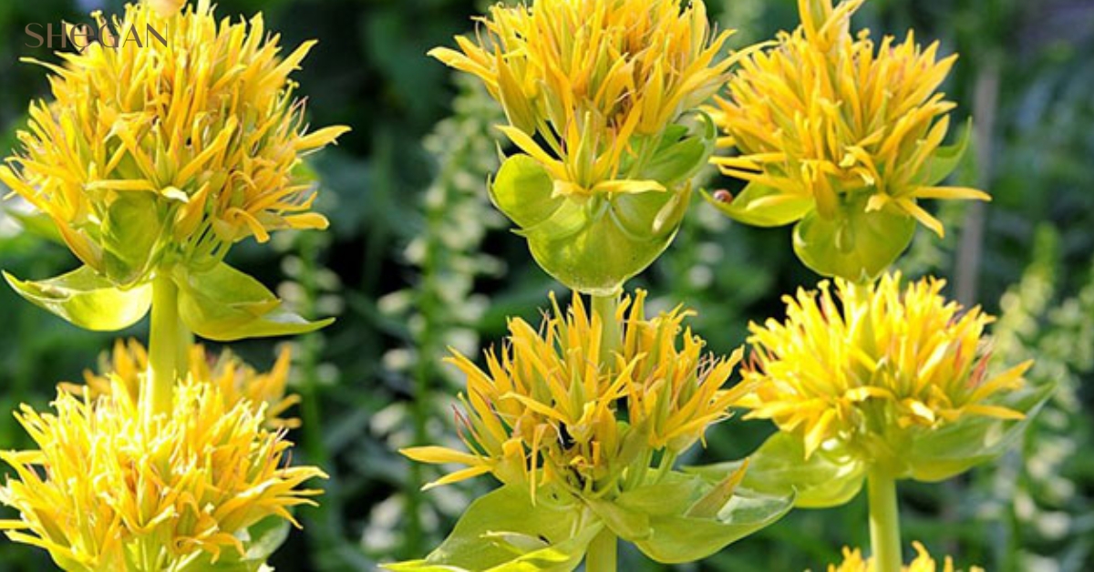 Long đởm vàng (Gentiana lutea)