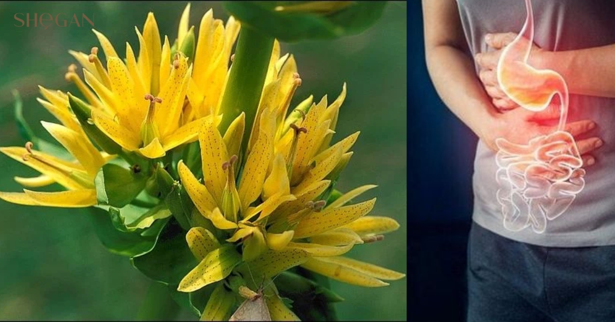 Lưu ý khi sử dụng Long đởm vàng