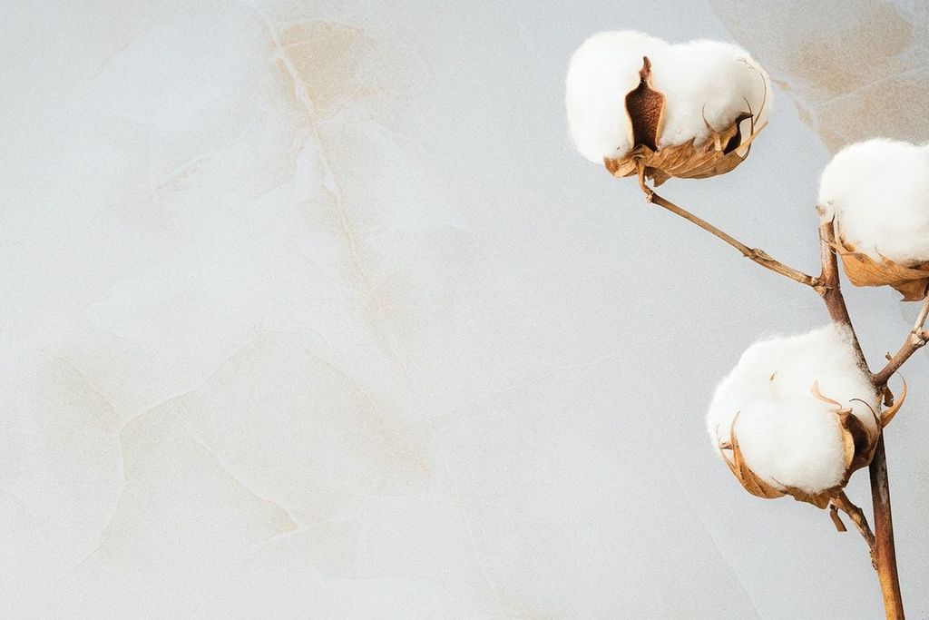 Traders felt encouraged to buy Cotton!