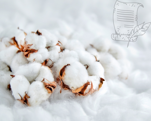 Vigotex - Cotton News 13/09/2022