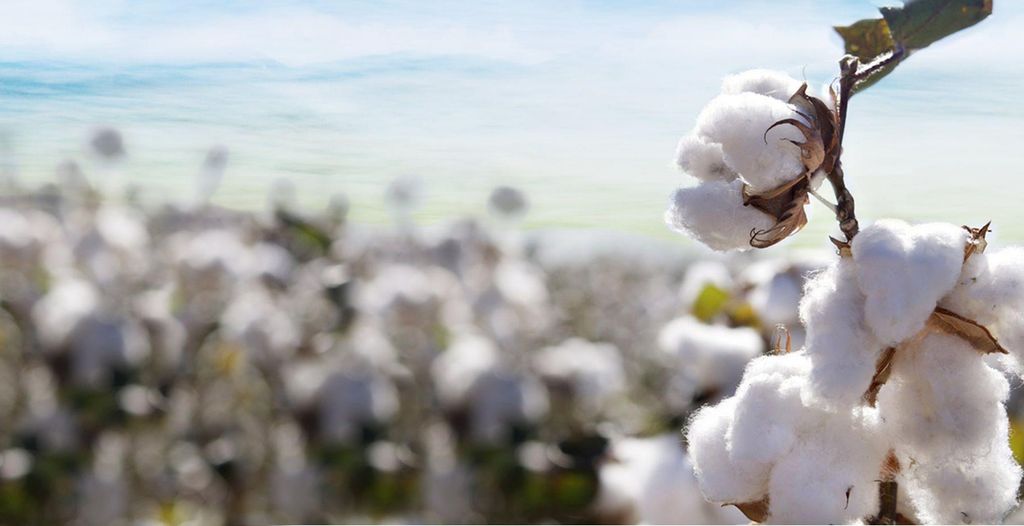 Traders are looking for U.S. 2022/23 production to be at 14.56 million bales.