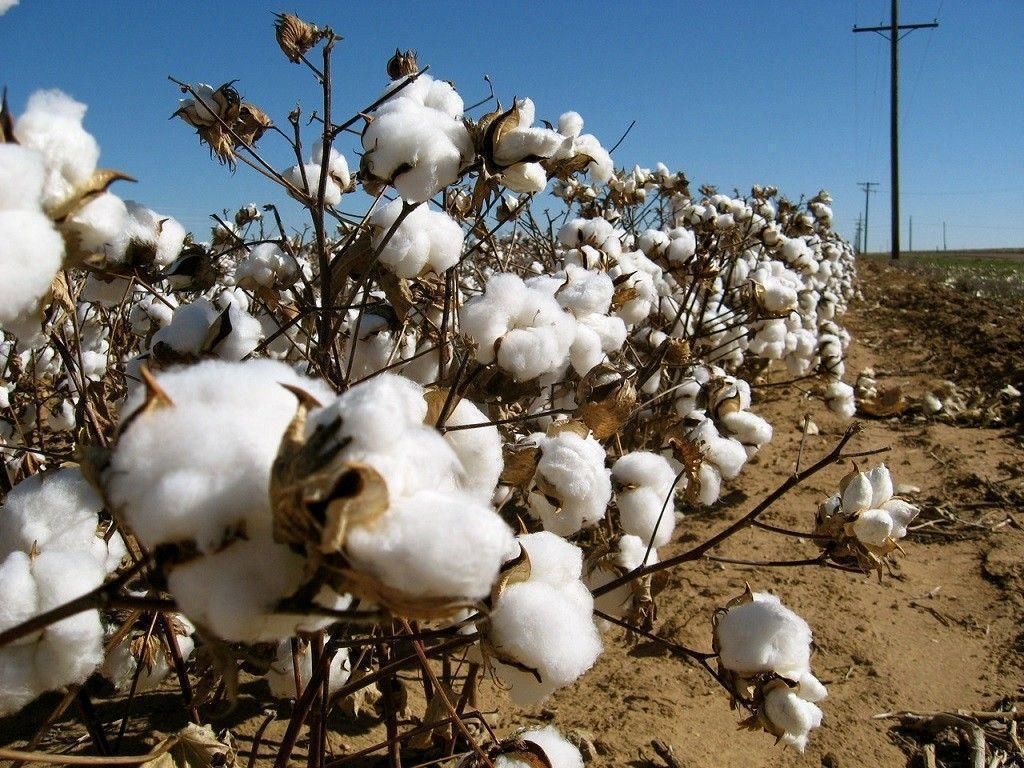The cotton market was moderately lower Wednesday