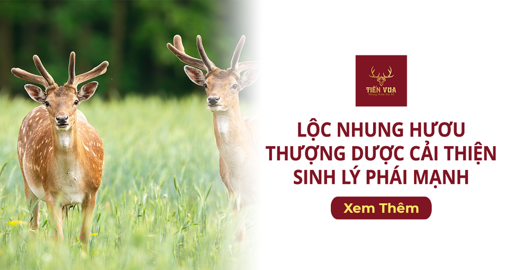 Lộc Nhung Hươu - Thượng Dược Cải Thiện Sinh Lý Phái Mạnh