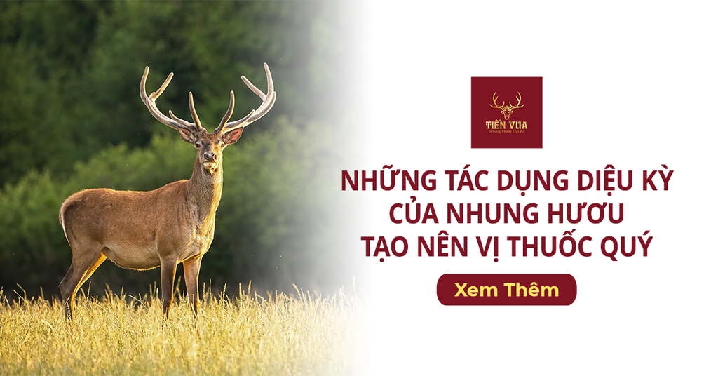 Những Tác Dụng Diệu Kỳ Của Nhung Hươu Tạo Nên Vị Thuốc Quý