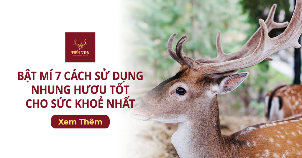 Bật Mí 7 Cách Sử Dụng Nhung Hươu Tốt Cho Sức Khoẻ Nhất
