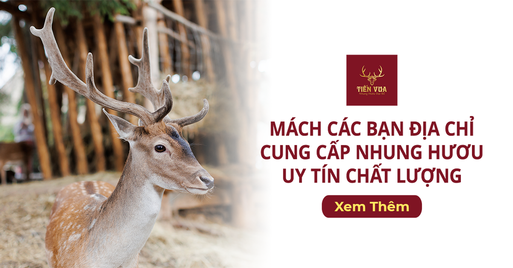 Mách Các Bạn Địa Chỉ Cung Cấp Nhung Hươu Uy Tín Chất Lượng