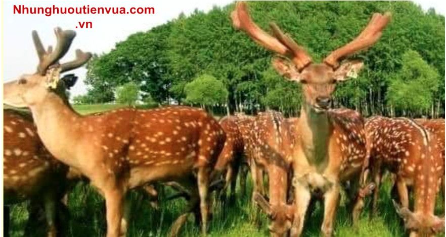 Tác dụng bất ngờ của thần dược nhung hươu đối với quý ông