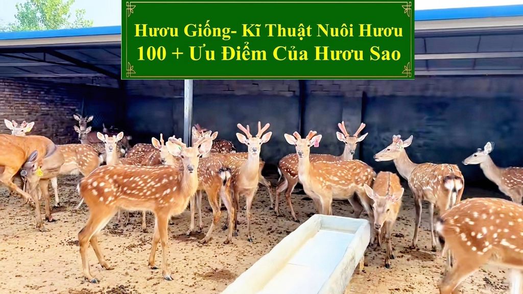 HƯƠU GIỐNG: KĨ THUẬT NUÔI HƯƠU SAO - 100+ ƯU ĐIỂM CỦA HƯƠU SAO