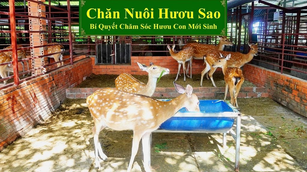 CHĂN NUÔI HƯƠU SAO - BÍ QUYẾT CHĂM SÓC HƯƠU CON MỚI SINH