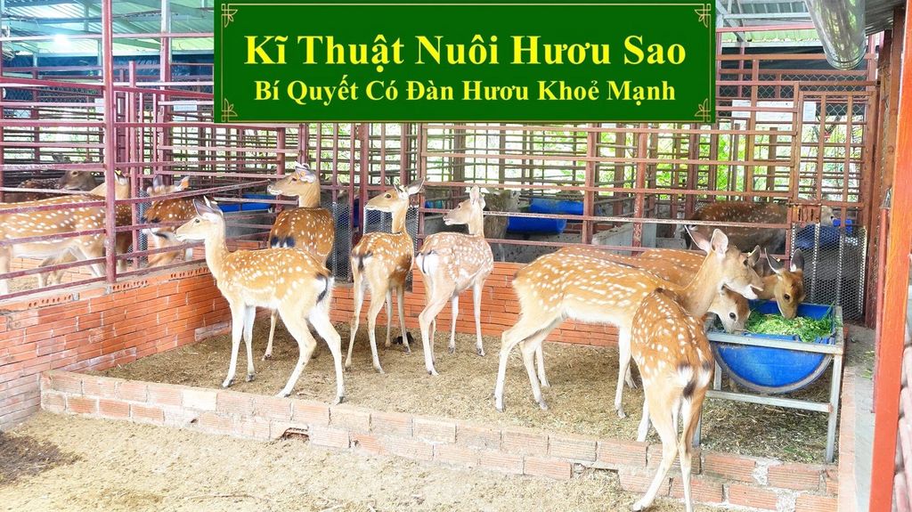 KĨ THUẬT NUÔI HƯƠU SAO - BÍ QUYẾT CÓ ĐÀN HƯƠU KHOẺ MẠNH