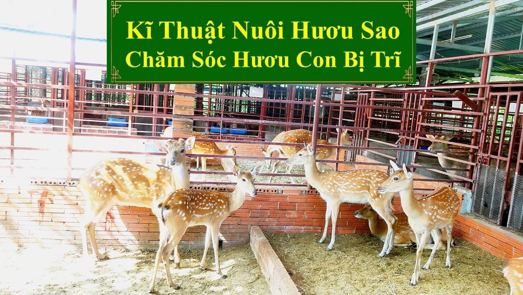 KĨ THUẬT NUÔI HƯƠU SAO - CHĂM SÓC HƯƠU CON BỊ TRĨ