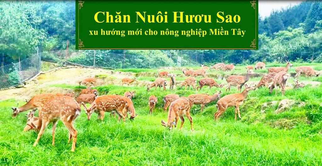 CHĂN NUÔI HƯƠU SAO XU HƯỚNG MỚI CHO NÔNG NGHIỆP MIỀN TÂY