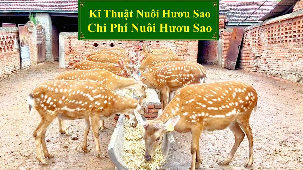 KĨ THUẬT NUÔI HƯƠU SAO - CHI PHÍ NUÔI HƯƠU SAO