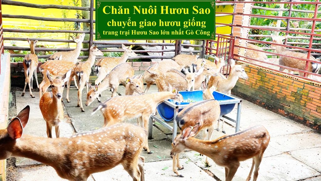CHĂN NUÔI HƯƠU SAO - CHUYỂN GIAO HƯƠU GIỐNG TRANG TRẠI HƯƠU SAO LỚN NHẤT GÒ CÔNG