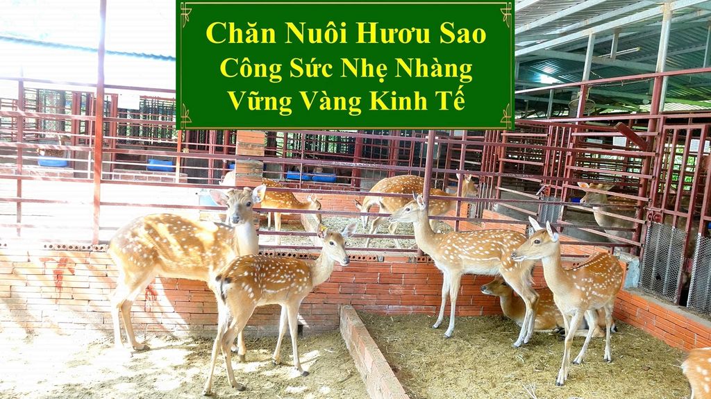 CHĂN NUÔI HƯƠU SAO - CÔNG SỨC NHẸ NHÀNG VỮNG VÀNG KINH TẾ