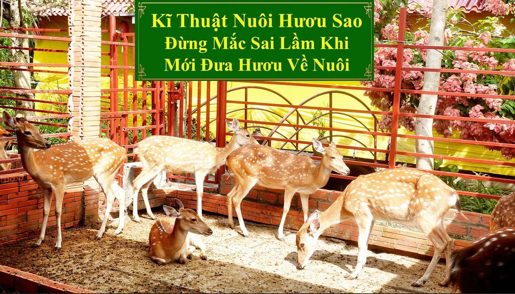 KĨ THUẬT NUÔI HƯƠU SAO - ĐỪNG MẮC SAI LẦM KHI MỚI ĐƯA HƯƠU VỀ NUÔI