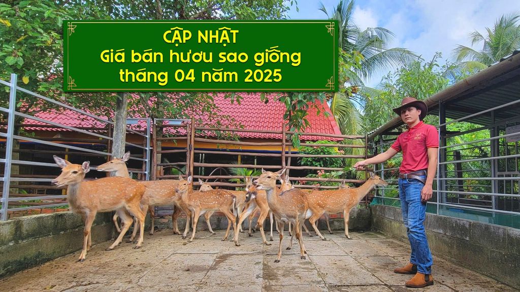 GIÁ BÁN HƯƠU SAO GIỐNG HIỆN TẠI (THÁNG 4/2025) ĐANG Ở MỨC NÀO?