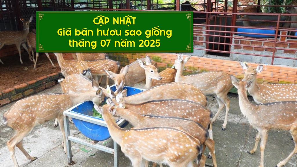 THÁNG 7/2025: HƯƠU SAO GIỐNG ĐƯỢC RAO BÁN VỚI GIÁ BAO NHIÊU❓❓