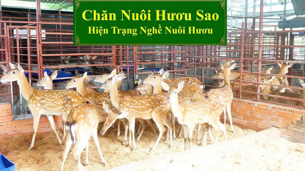 CHĂN NUÔI HƯƠU SAO - HIỆN TRẠNG NGHỀ NUÔI HƯƠU