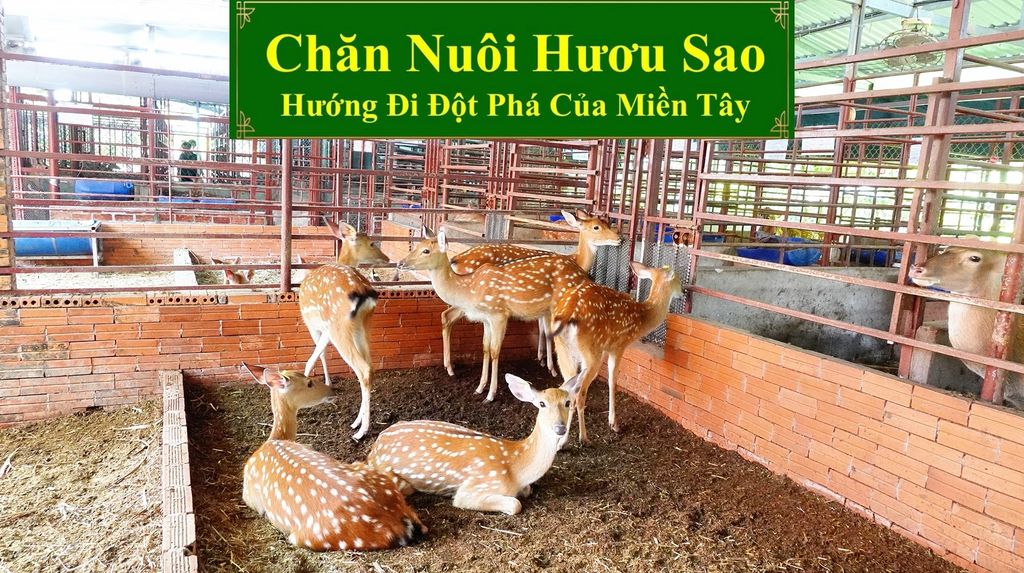CHĂN NUÔI HƯƠU SAO - HƯỚNG ĐI ĐỘT PHÁ CỦA MIỀN TÂY