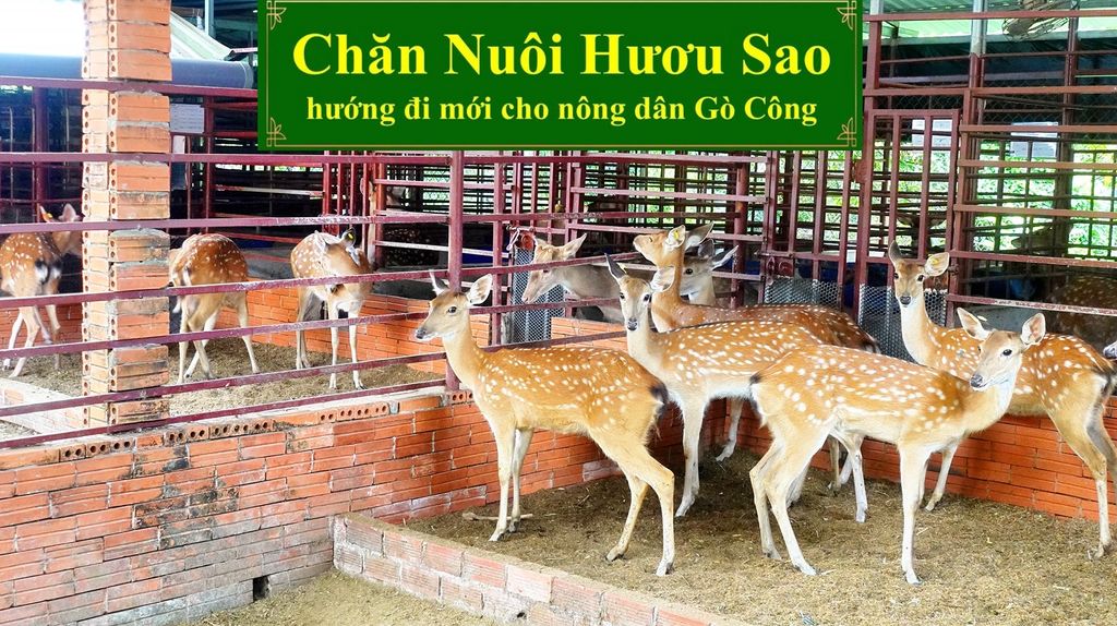 CHĂN NUÔI HƯƠU SAO - HƯỚNG ĐI MỚI CHO NÔNG DÂN GÒ CÔNG