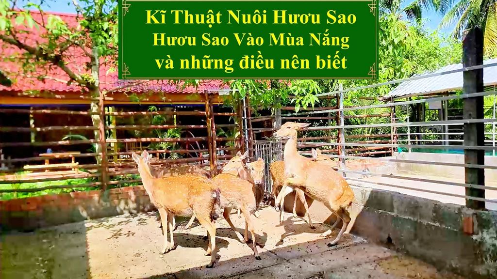 KĨ THUẬT NUÔI HƯƠU SAO - HƯƠU SAO VÀO MÙA NẮNG VÀ NHỮNG ĐIỀU NÊN BIẾT